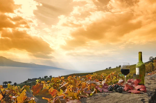 Red wine and grapes. Terrace vineyards in Lavaux region, Switzerland — Stock Photo, Image