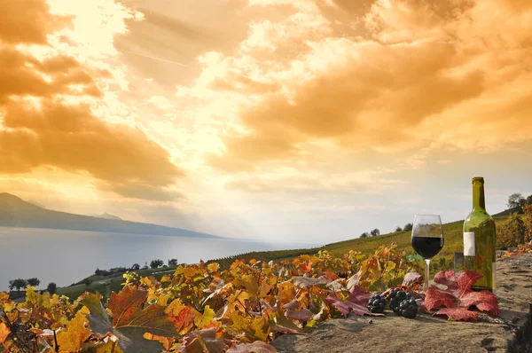 kırmızı şarap ve üzüm. Teras üzüm bağları lavaux bölgesinde, İsviçre