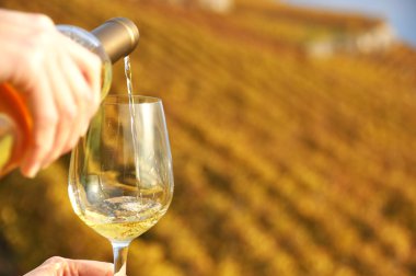 bir bardak şarap üzüm bağları lavaux bölgesinde, İsviçre karşı elinde