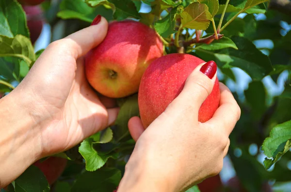 Rode appels in de handen — Stockfoto