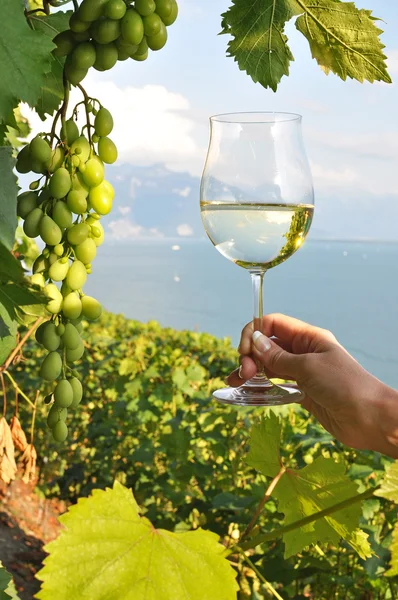 Винное стекло в руке против виноградников в регионе Лаво, Швейцария — стоковое фото