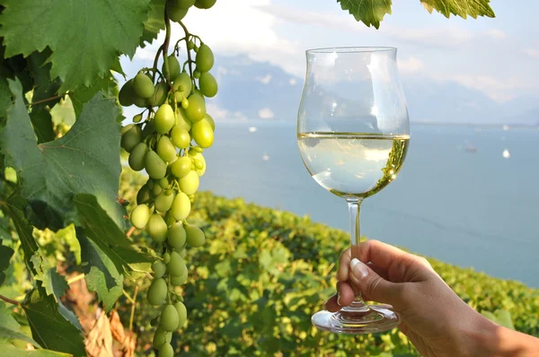 Wineglass in the hand against vineyards in Lavaux region, Switzerland — Stock Photo, Image