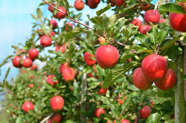 Pommes mûres sur l'arbre — Photo