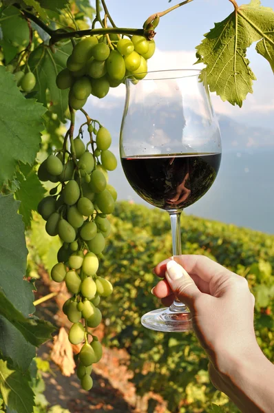 Wijnglas in de hand. Lavaux, Zwitserland — Stockfoto