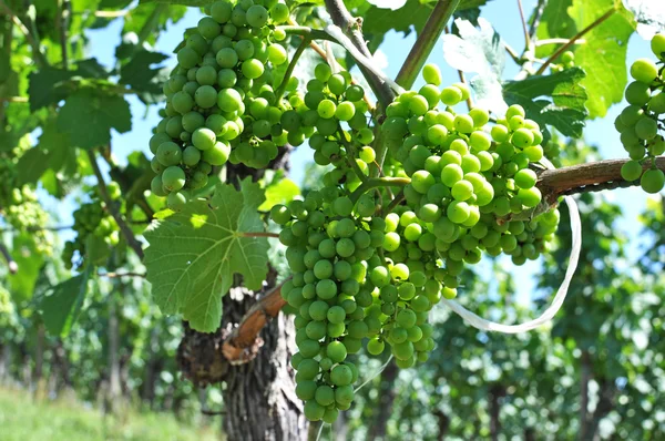 Grapes — Stock Photo, Image