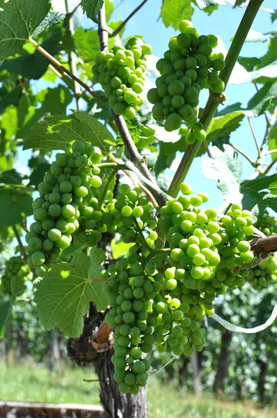 Grapes — Stock Photo, Image