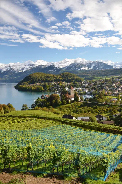 Vineyards in Spiez, Switzerland — Stock Photo, Image
