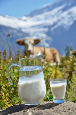 süt inek sürüsü karşı sürahi.