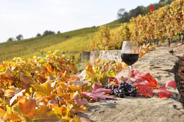 Rotwein und Trauben — Stockfoto