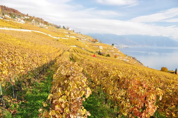 Vinice v regionu Lavaux, Švýcarsko — Stock fotografie