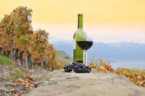 Vino tinto y uvas. — Foto de Stock