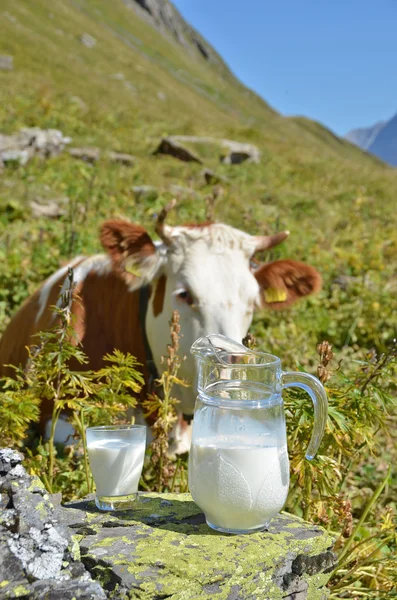 Jarra de leche contra rebaño de vacas . —  Fotos de Stock