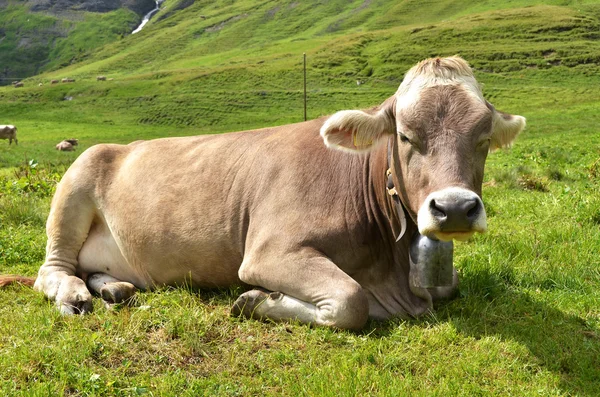 Vache dans une prairie alpine — Photo