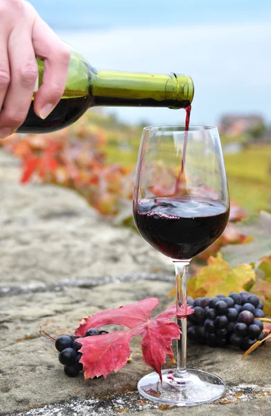 Vino tinto y uvas — Foto de Stock