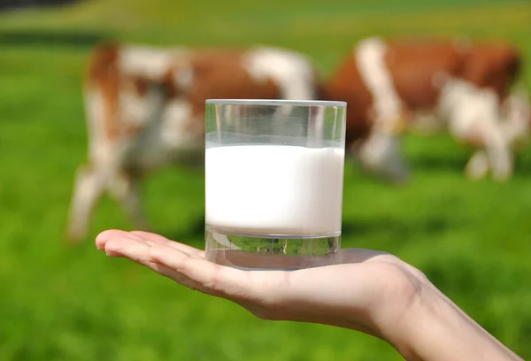 Bicchiere di latte in mano contro mandrie di vacche — Foto Stock