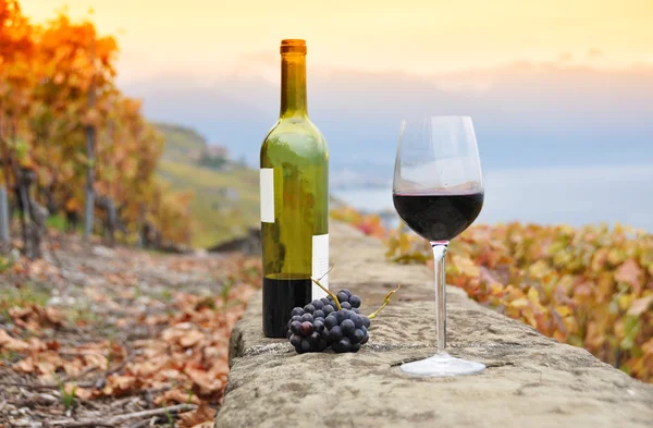 Wein und Trauben. — Stockfoto