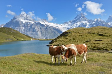 Alpin çayır inek. Jungfrau bölge, İsviçre