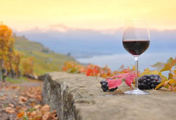 Вино, виноград . — стокове фото
