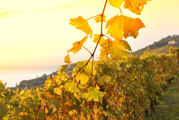Terrass vingårdarna i lavaux region, Schweiz — Stockfoto