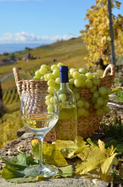 beyaz şarap ve üzüm sepeti. Lavaux bölge, İsviçre