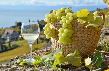 bardağı ve sepet üzüm. Lavaux bölge, İsviçre