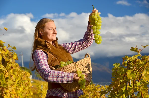 女孩与一篮子的葡萄。瑞士拉沃地区 — 图库照片