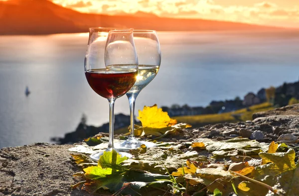 Dos viñas y uvas en la terraza del viñedo —  Fotos de Stock