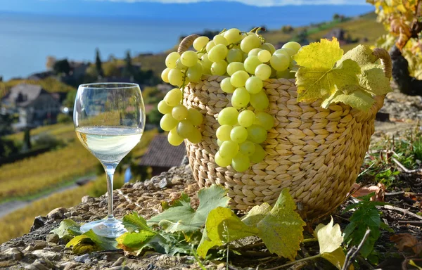 Bicchiere da vino e cesto d'uva. Regione di Lavaux, Svizzera — Foto Stock