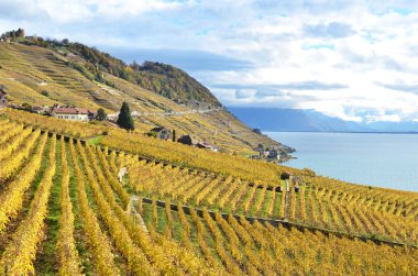Lavaux bölgesindeki üzüm bağları, İsviçre