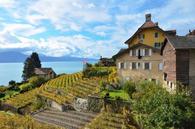 Lavaux bölgesindeki üzüm bağları, İsviçre