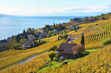 Lavaux bölgesindeki üzüm bağları, İsviçre