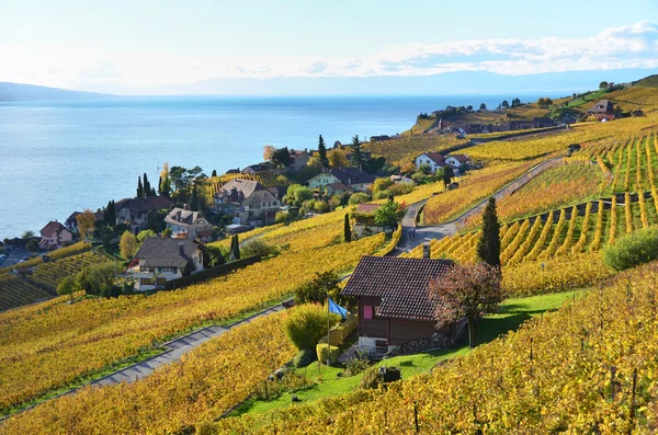 Vinice v regionu Lavaux, Švýcarsko — Stock fotografie