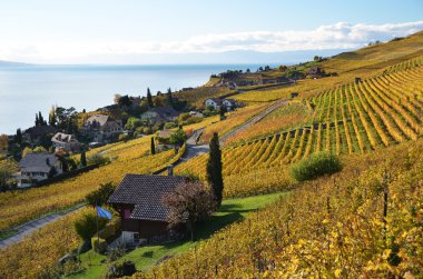 Lavaux bölgesindeki üzüm bağları, İsviçre