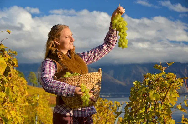 Flicka med en korg full av druvor. Lavaux regionen, Schweiz — Stockfoto