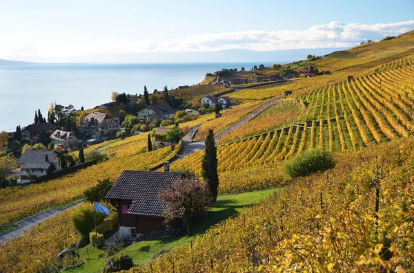 Viñedos en la región de Lavaux, Suiza — Foto de Stock