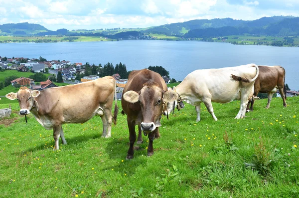 瑞士奶牛 — 图库照片