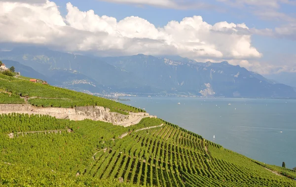 Vignobles célèbres dans la région de Lavaux contre le lac Léman — Photo