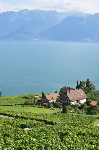 Famosos viñedos en la región de Lavaux contra el lago de Ginebra — Foto de Stock