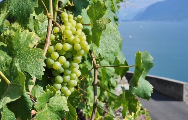 Uvas frente al lago de Ginebra, Suiza —  Fotos de Stock