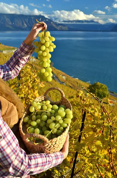 Mädchen mit einem Korb voller Trauben. lavaux region, Schweiz — Stockfoto