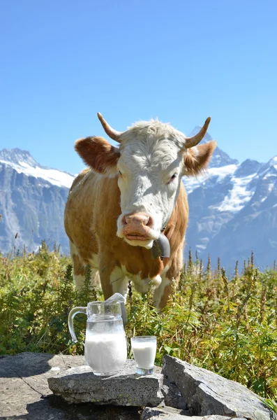 Kruik van melk tegen kudde van koeien. Jungfrauregio, Zwitserland — Stockfoto