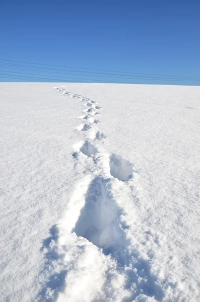 Fotspår på snön — Stockfoto