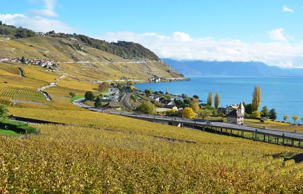 Szőlőültetvények Lavaux régióban, Svájcban — Stock Fotó