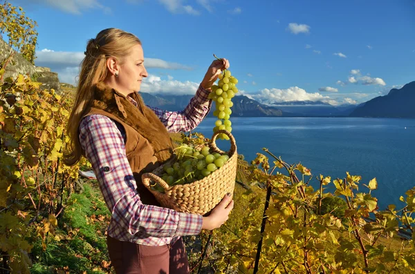 Chica con una cesta llena de uvas. Región de Lavaux, Suiza —  Fotos de Stock
