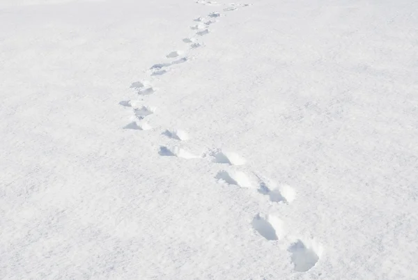 Schritte auf dem Schnee. melchsee-frutt, schweiz — Stockfoto