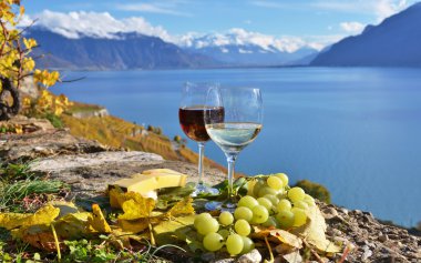 şarap ve peynir. Lavaux bölge, İsviçre