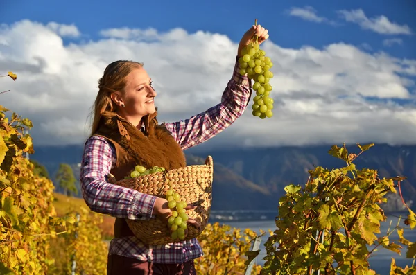 Flicka med en korg full av druvor. Lavaux regionen, Schweiz — Stockfoto