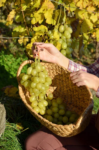 Girl with a basket full of grapes — Stock Photo, Image