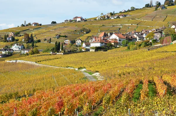 Виноградники в регионе Лаво, Швейцария — стоковое фото