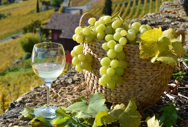 Wine and grapes.Lavaux region, Switzerland — Stock Photo, Image